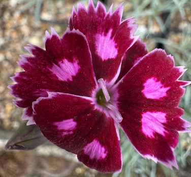 Dianthus 'Night Star'